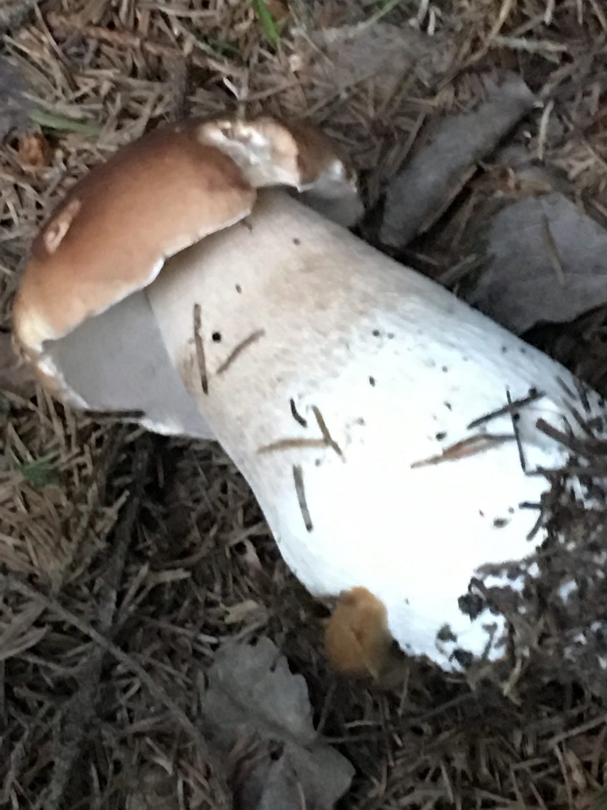 Белый гриб Boletus edulis