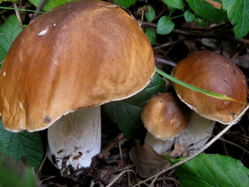 Вот такими  семейками растут в нашем буковом лесу грибы.Это фото я сделала 13 октября. Буковина, Черновицкая обл.