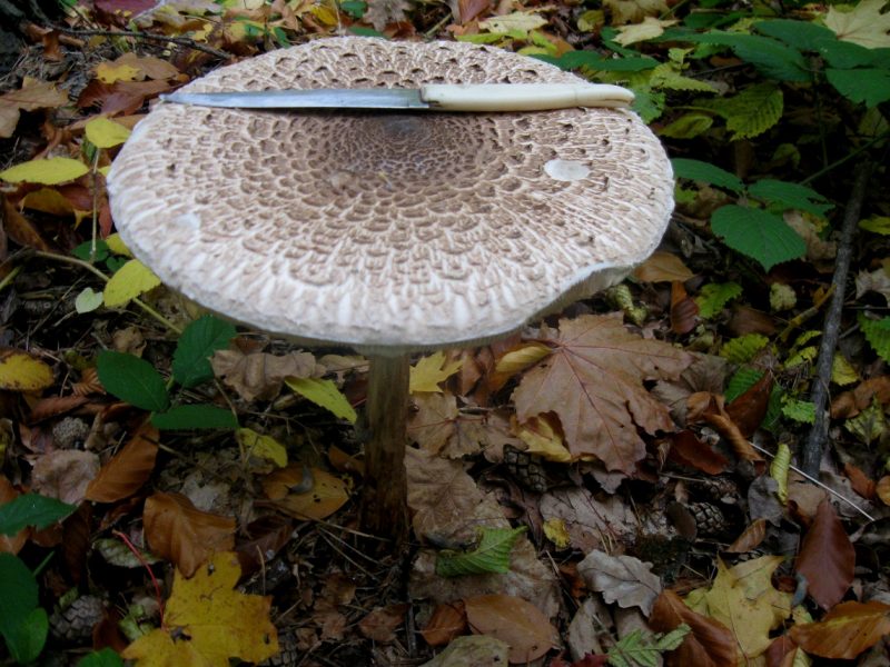 Вчера в нашем лесу нашла этот Пёстрый Зонтик. На данный момент это самый большой гриб, этого семейства, который я нашла. Длина ножа 20 см. Ширина шляпки  22 см. Буковина, Черновицкая обл.