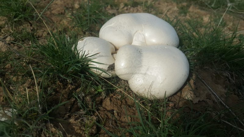 В Южном Казахстане начался грибной сезон!