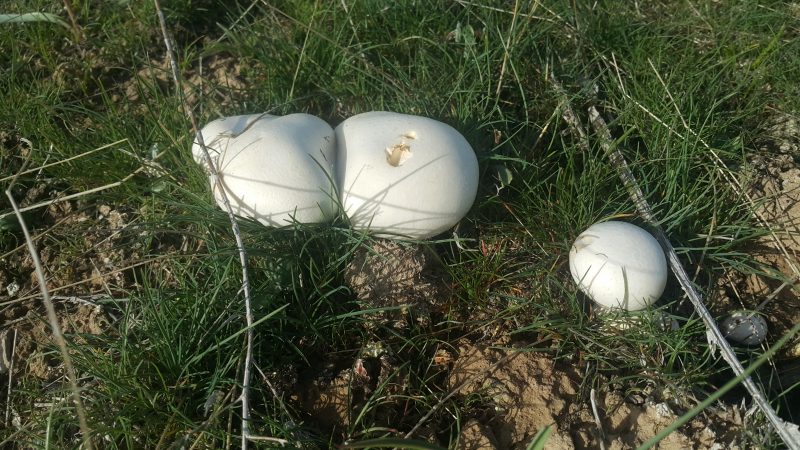 Белый гриб (степной) или Вешенка степная