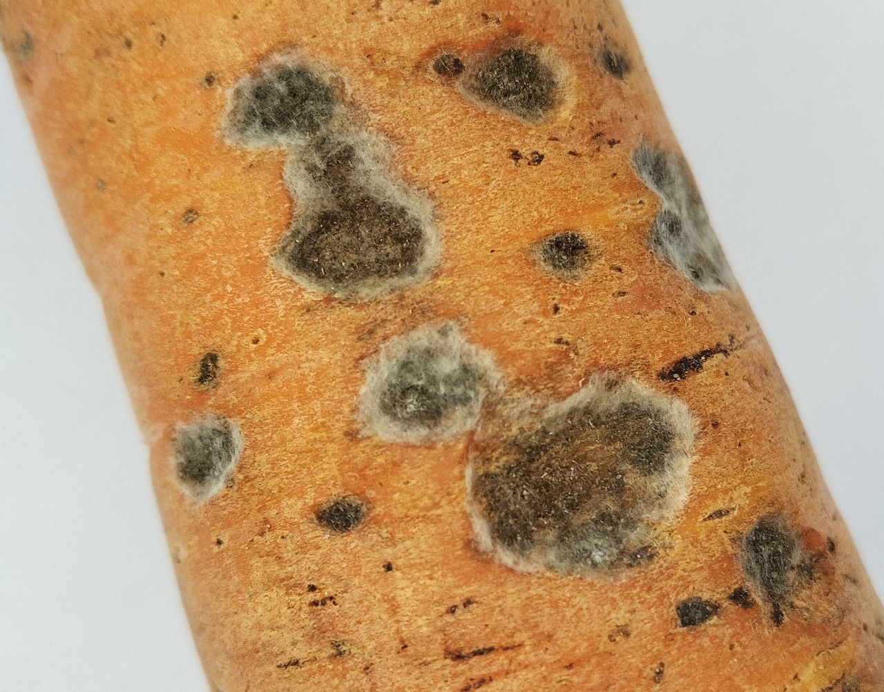 Кратерная гниль (crater rot) на корнеплодах моркови