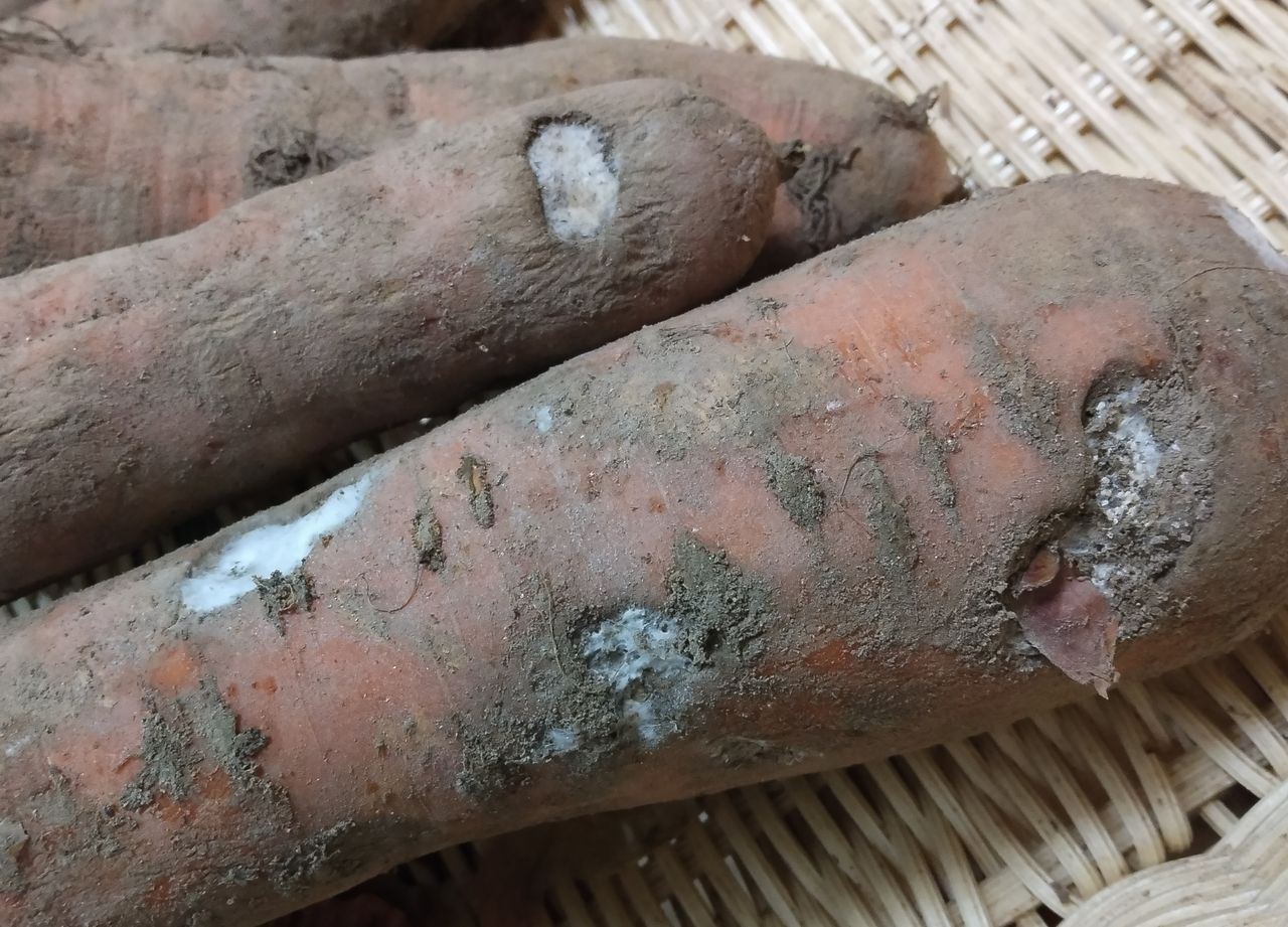 Кратерная гниль (crater rot) на корнеплодах моркови