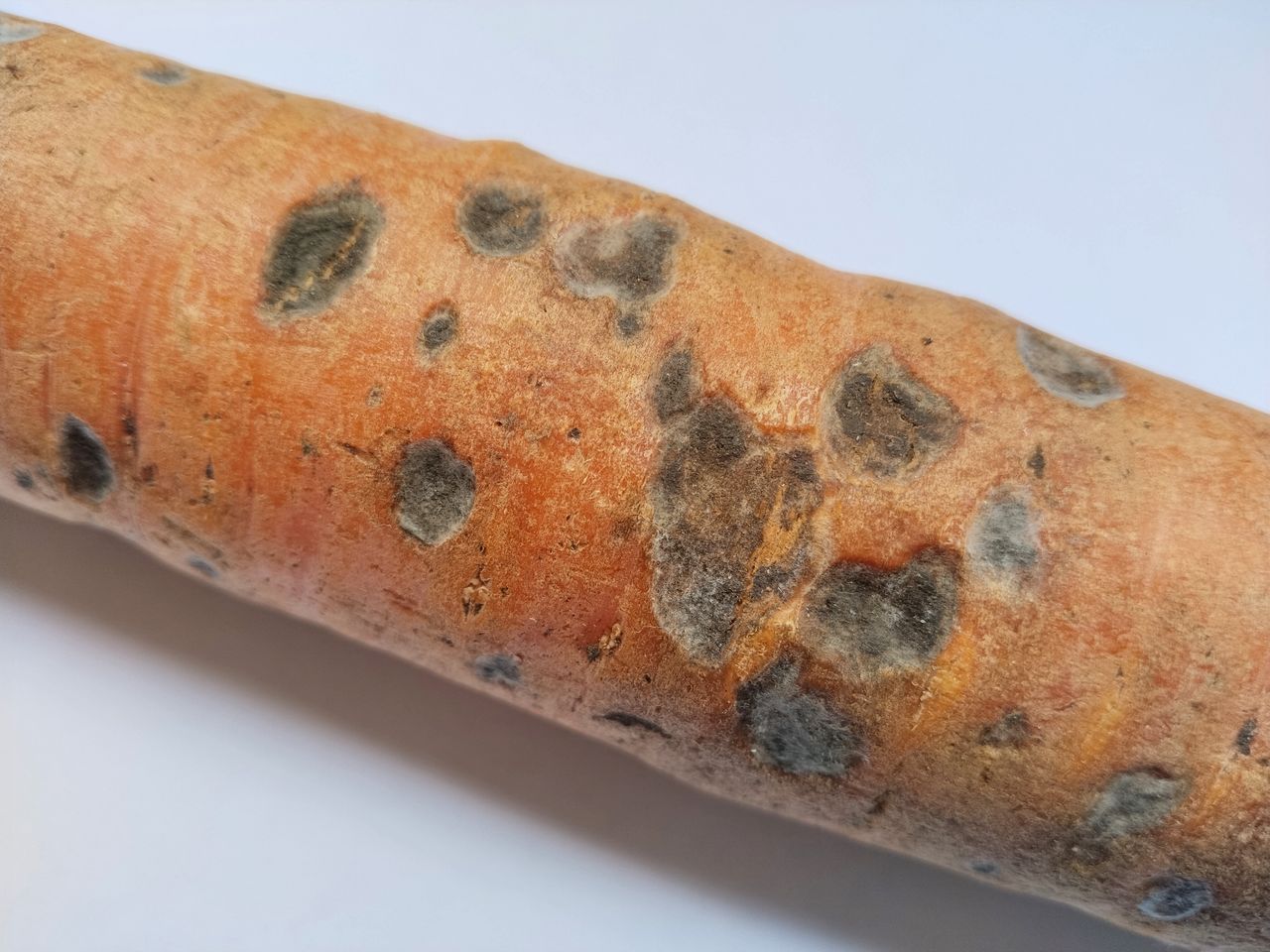 Кратерная гниль (crater rot) на корнеплодах моркови