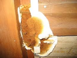 Домовой гриб