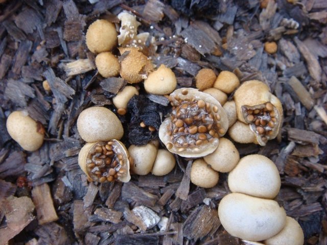 Гнездовка бесформенная (Nidularia deformis)