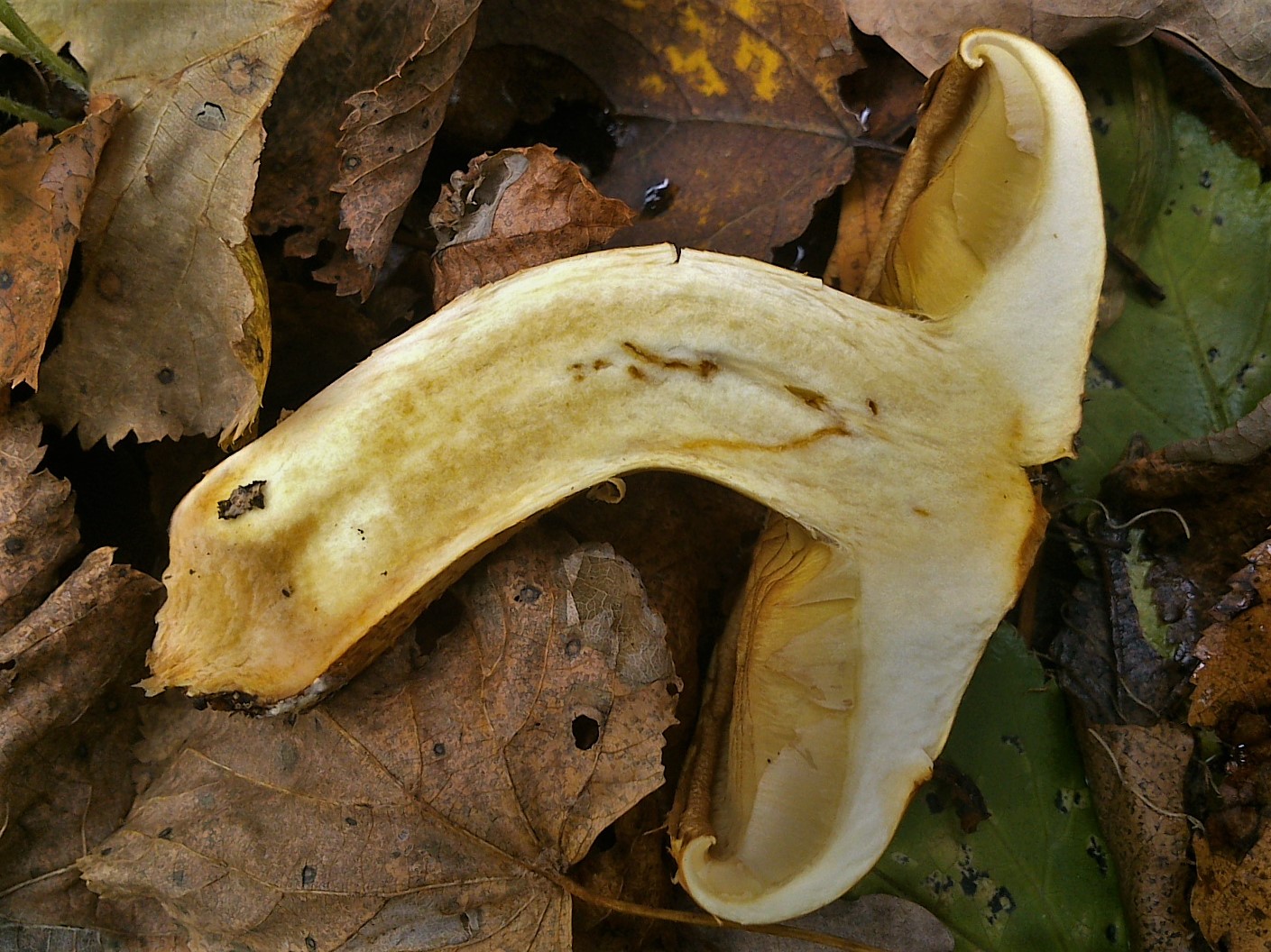 Чешуйчатка сальная - Pholiota adiposa