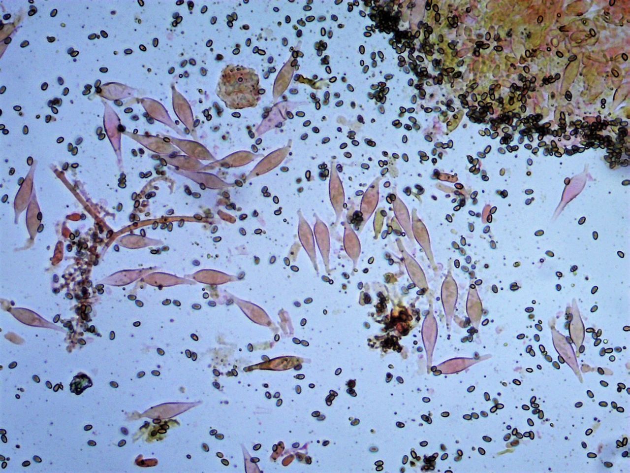 Чешуйчатка боровая - Pholiota spumosa - цистиды