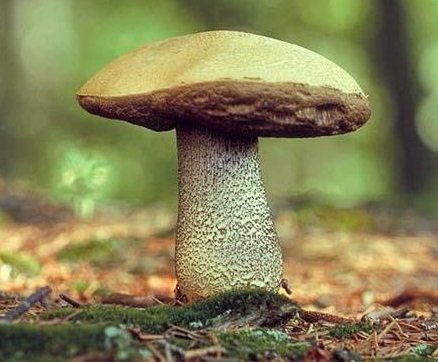 Подберезовик: описание, разновидности гриба, где и когда собирают