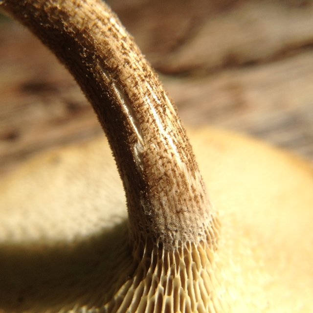 Трутовик ямчатый (Polyporus arcularius)