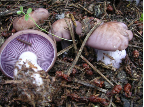 Рядовка фиолетовая (Lepista nuda) фото и описание