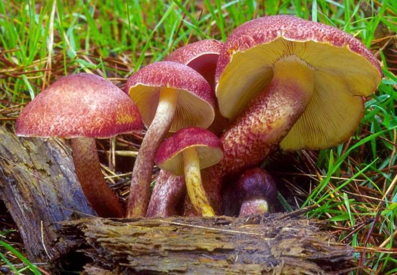 Желтые грибы под соснами