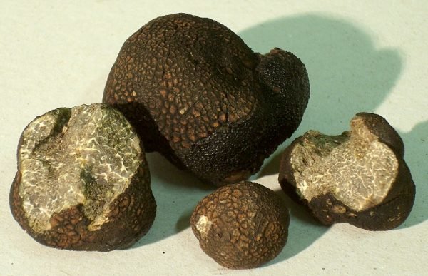 tuber_macrosporum_-600x387.jpg