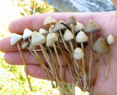 Колпак свободы гриб. Псилоцибы полуланцетовидные: фото гриба и где его найти. Острая коническая лысина