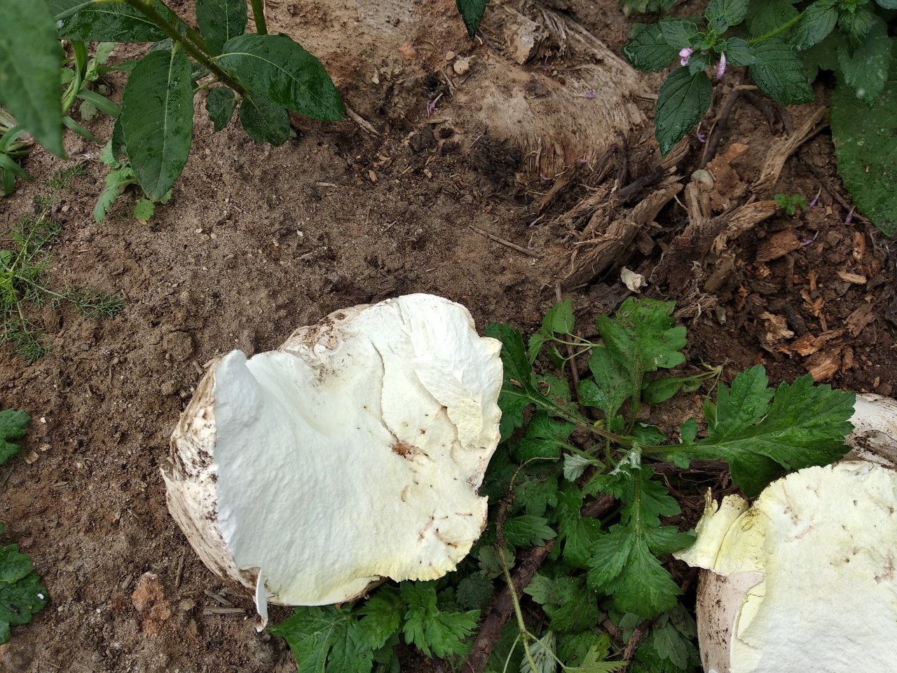 Головач гигантский (Calvatia gigantea) 3