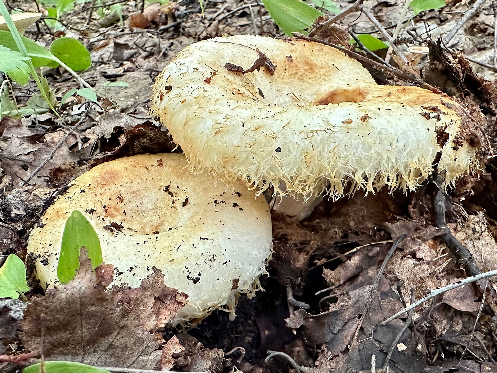 Груздь лимонный (Lactarius citriolens) 2