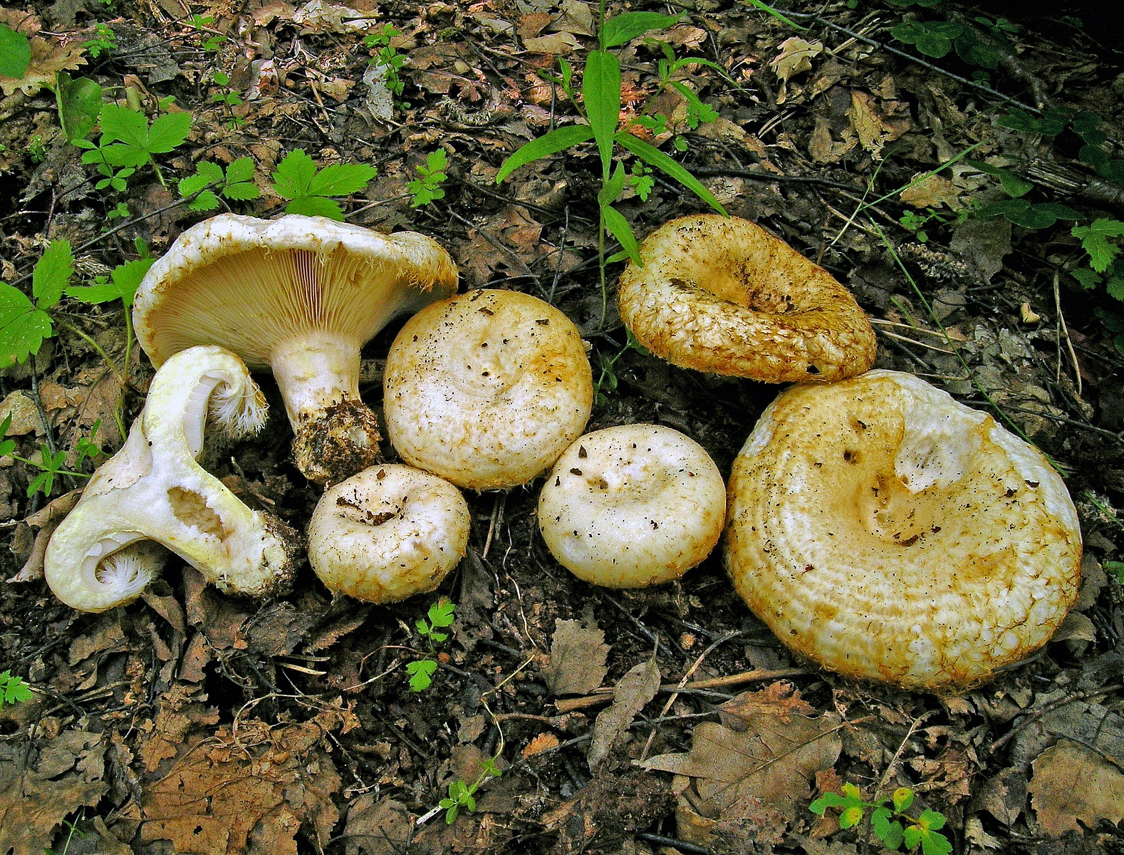 Груздь лохматый (Lactarius citriolens) 3