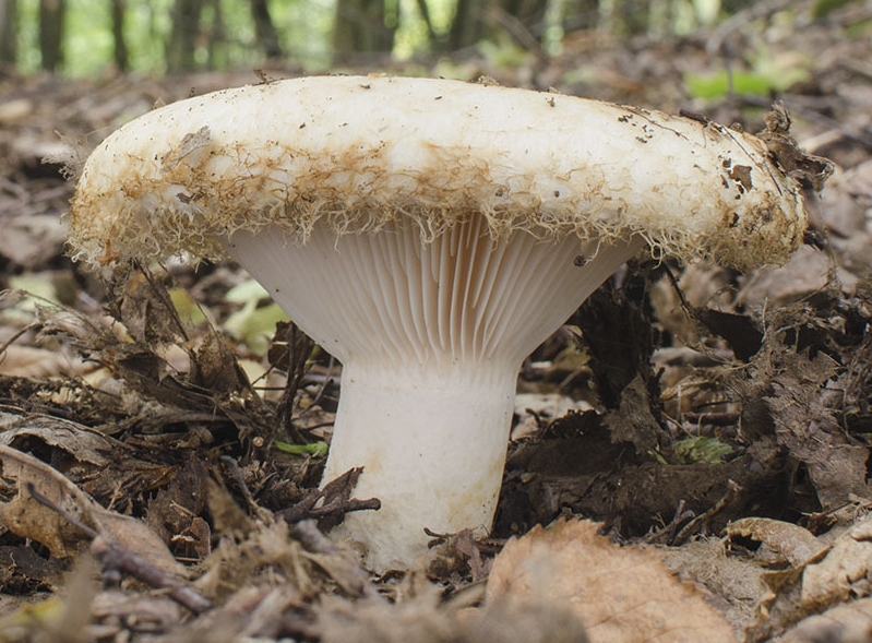 Груздь бахромистый (Lactarius citriolens) 4