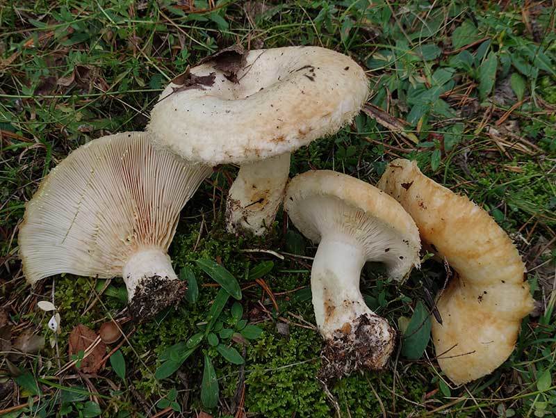 Груздь бахромистый (Lactarius citriolens) 5