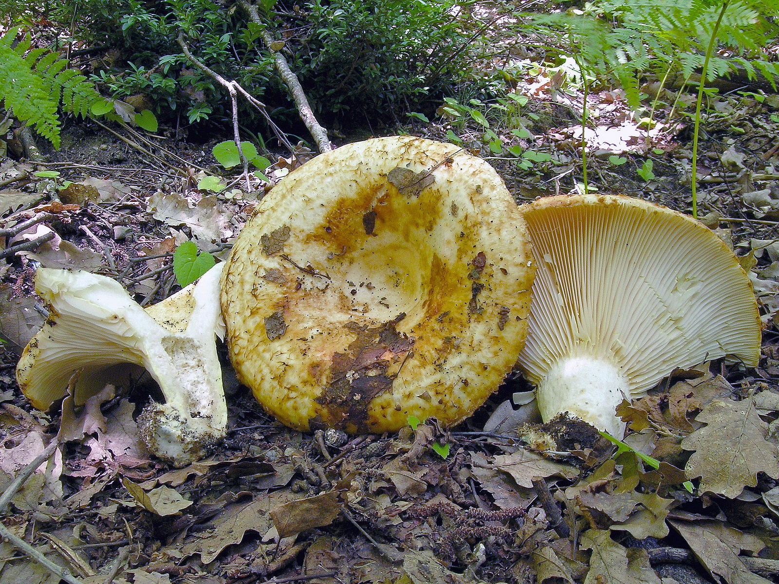 Груздь лохматый (Lactarius citriolens) 6