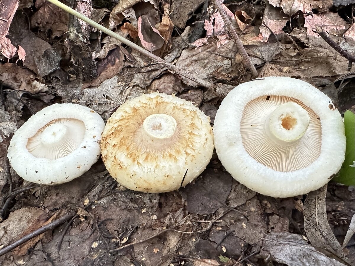 Груздь лимонный (Lactarius citriolens) 7