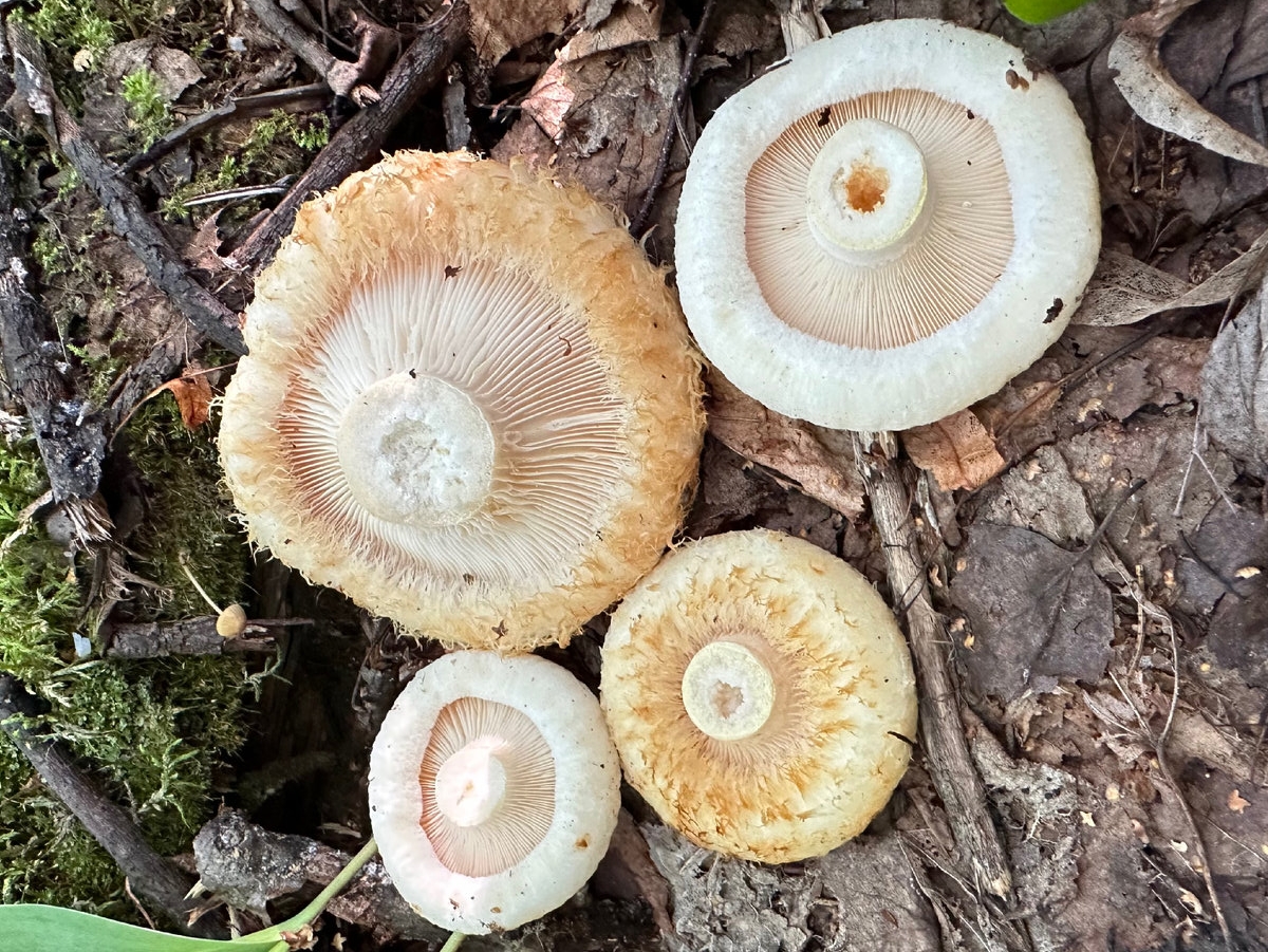 Груздь бахромистый (Lactarius citriolens) 8