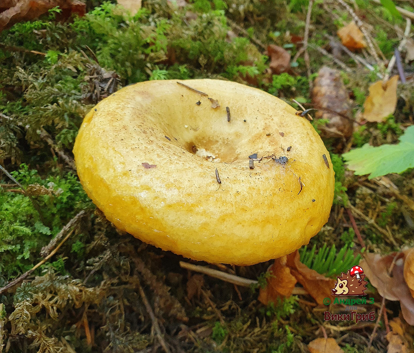 Груздь желтый (Lactarius scrobiculatus) 2