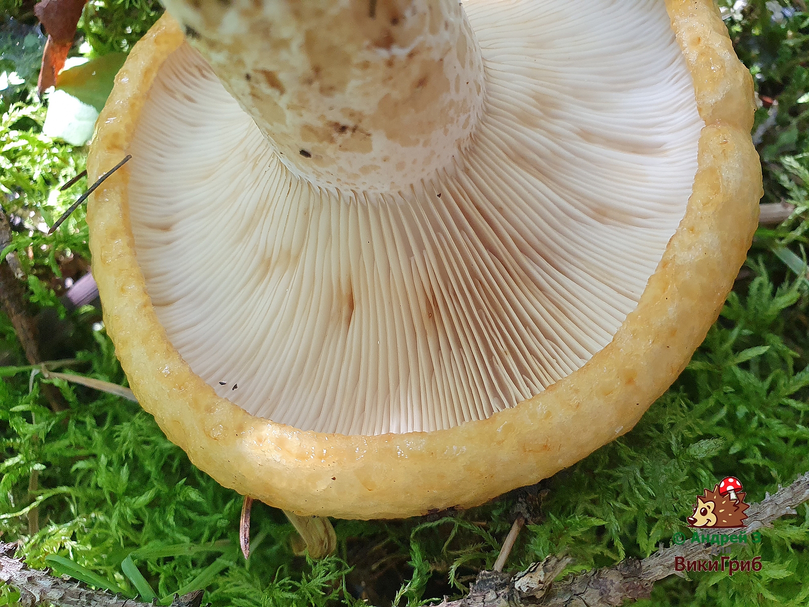 Груздь желтый (Lactarius scrobiculatus) 3