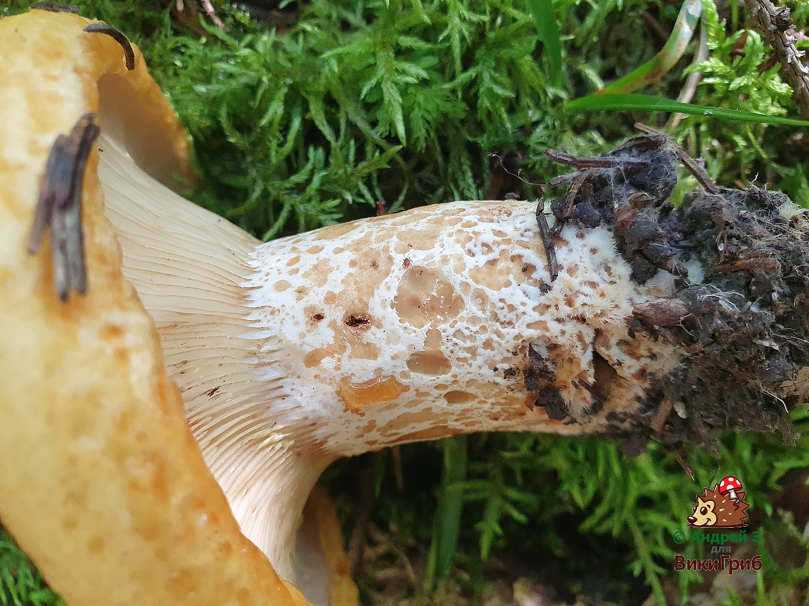 Груздь желтый (Lactarius scrobiculatus) 4