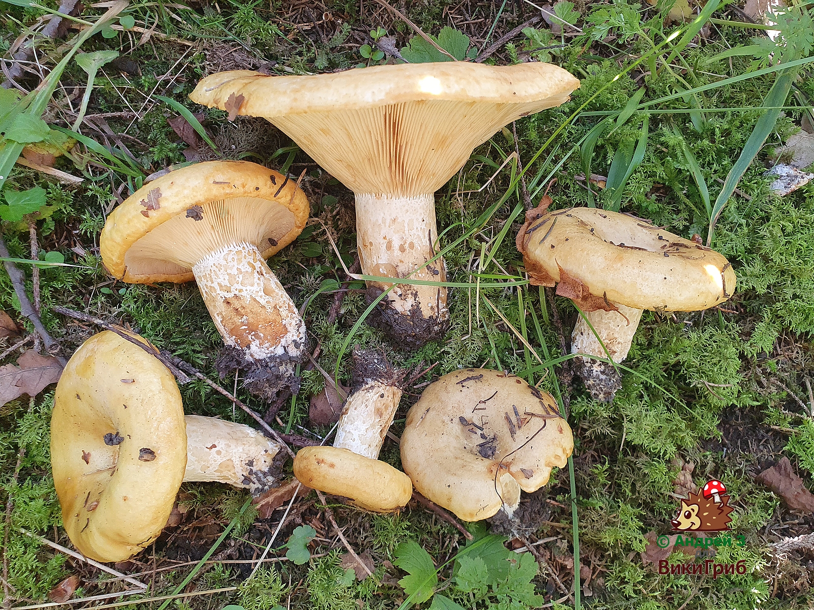 Груздь желтый (Lactarius scrobiculatus) 6