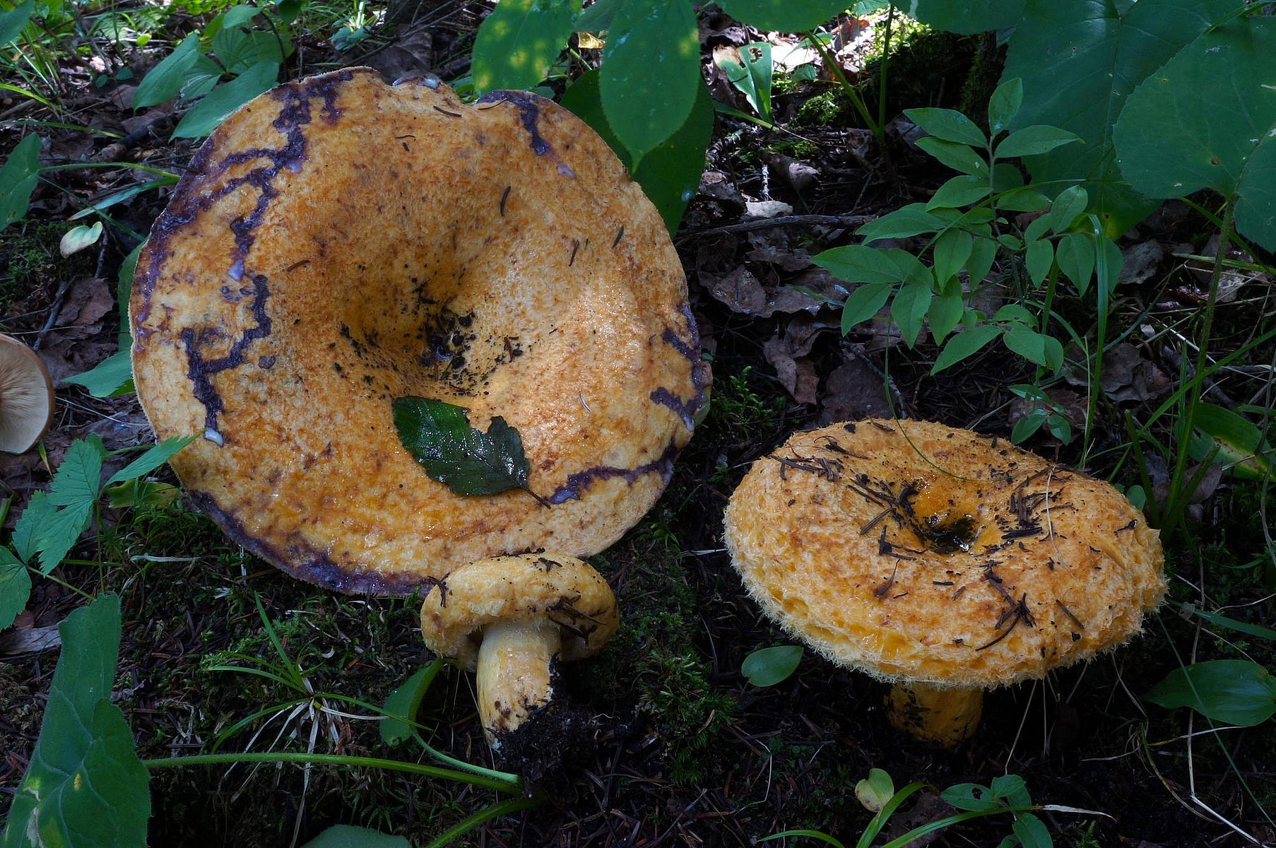 Груздь собачий (Lactarius repraesentaneus) 2