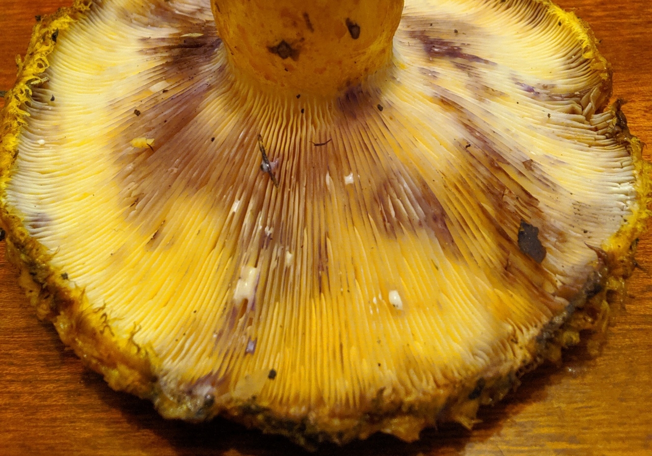 Ельничный гриб (Lactarius repraesentaneus) 3