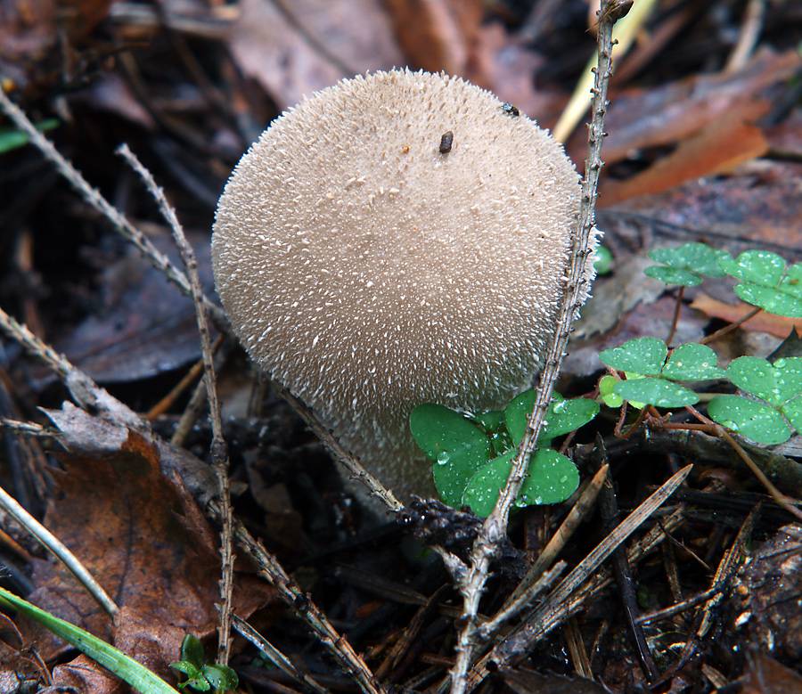 Дождевик мягкий (Lycoperdon molle) 2