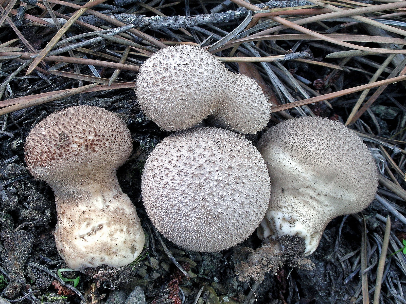 Дождевик тёмно-коричневый (Lycoperdon umbrinum) 2