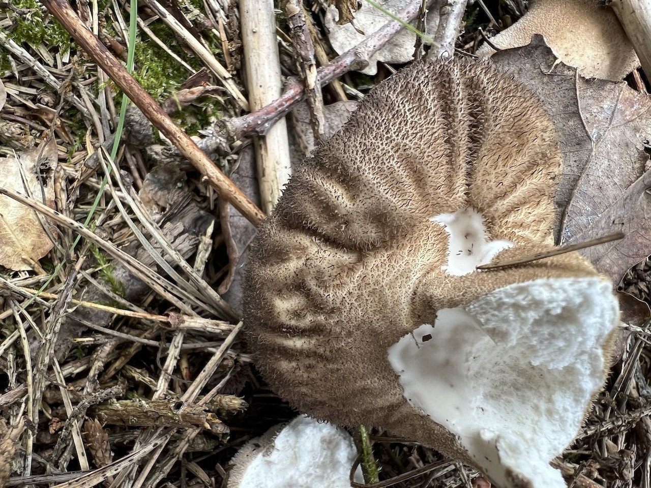 Дождевик тёмно-коричневый (Lycoperdon umbrinum) 3