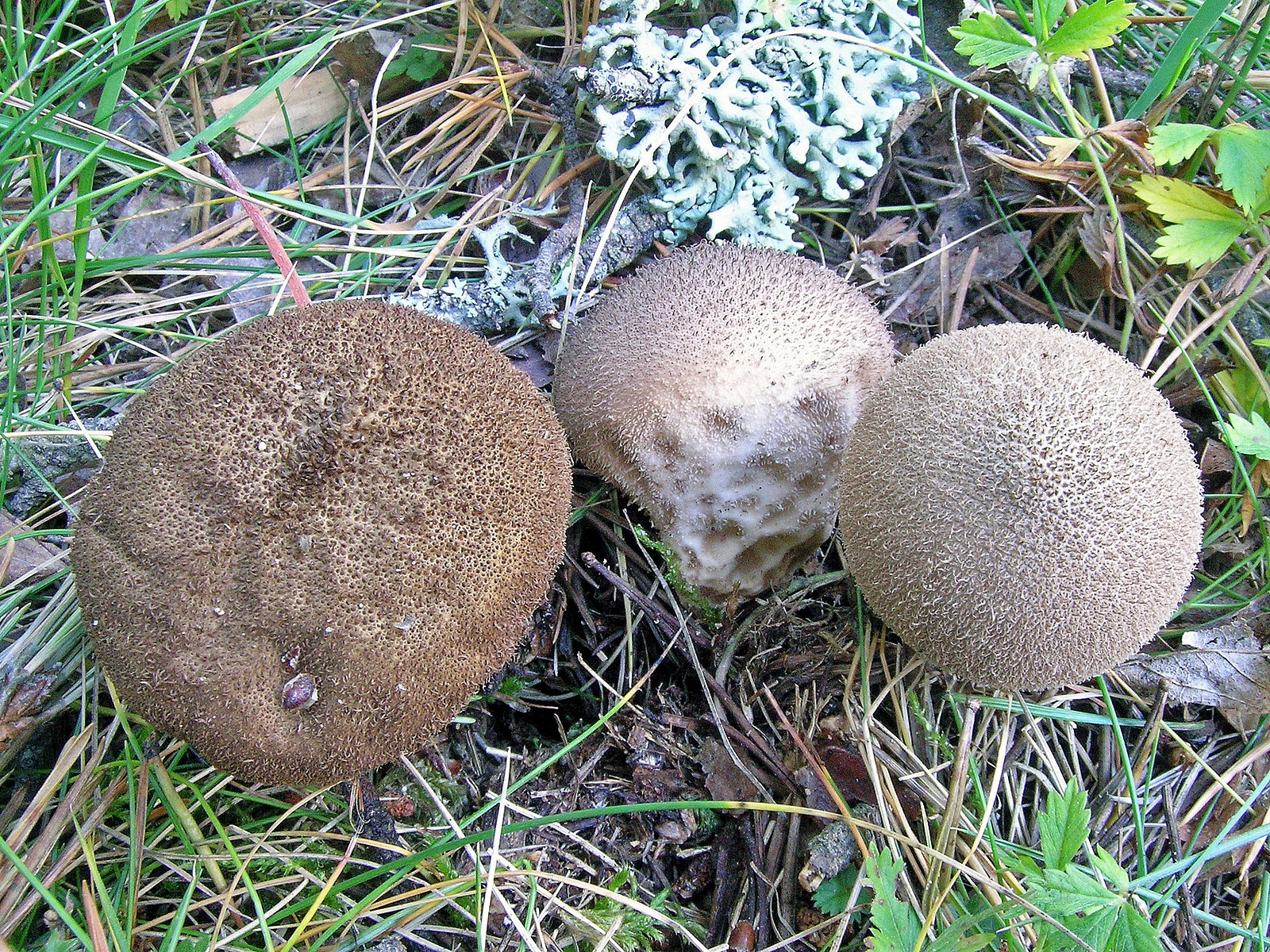 Дождевик затемнённый (Lycoperdon umbrinum) 4