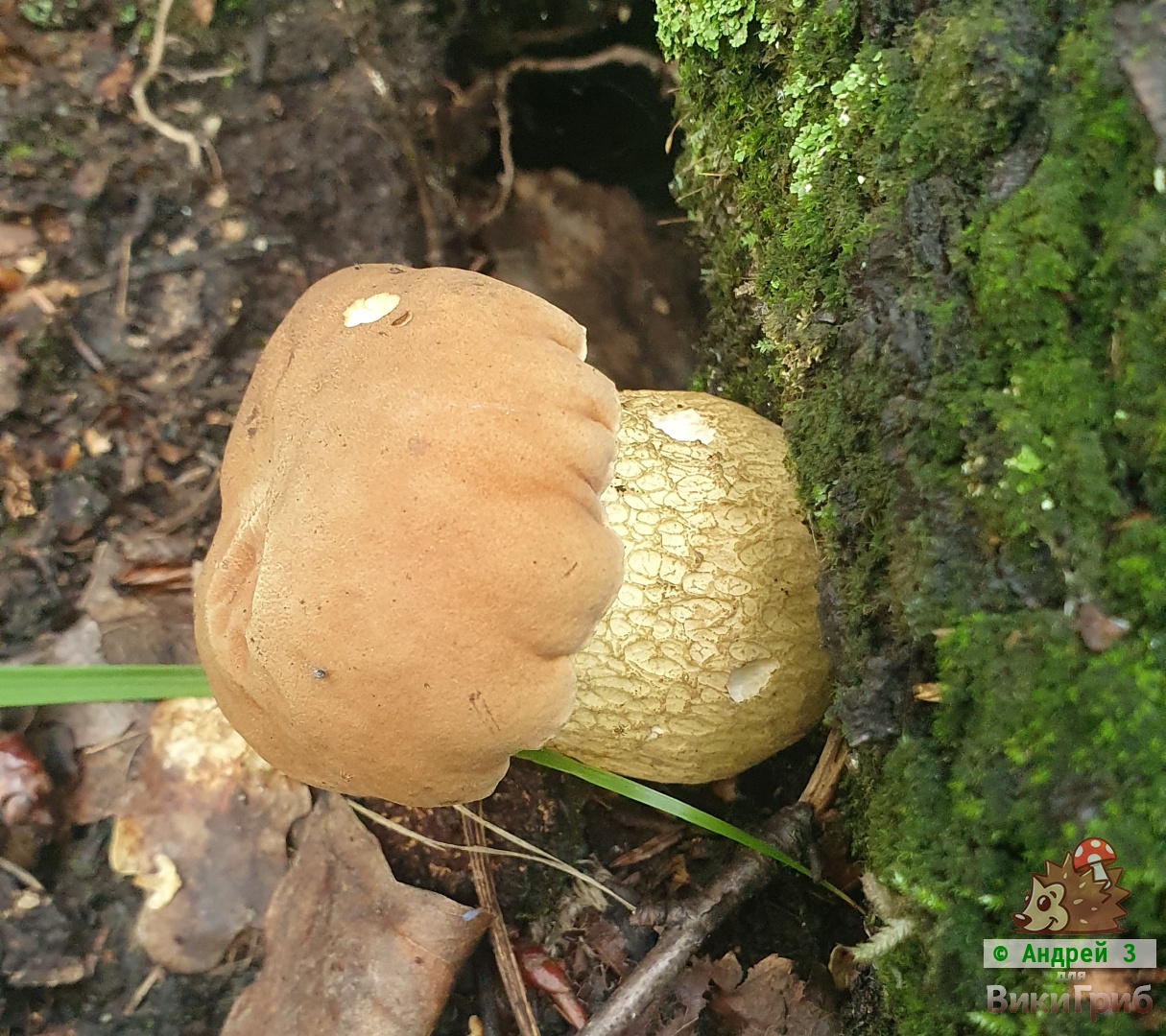 Ложный белый гриб (Tylopilus felleus)