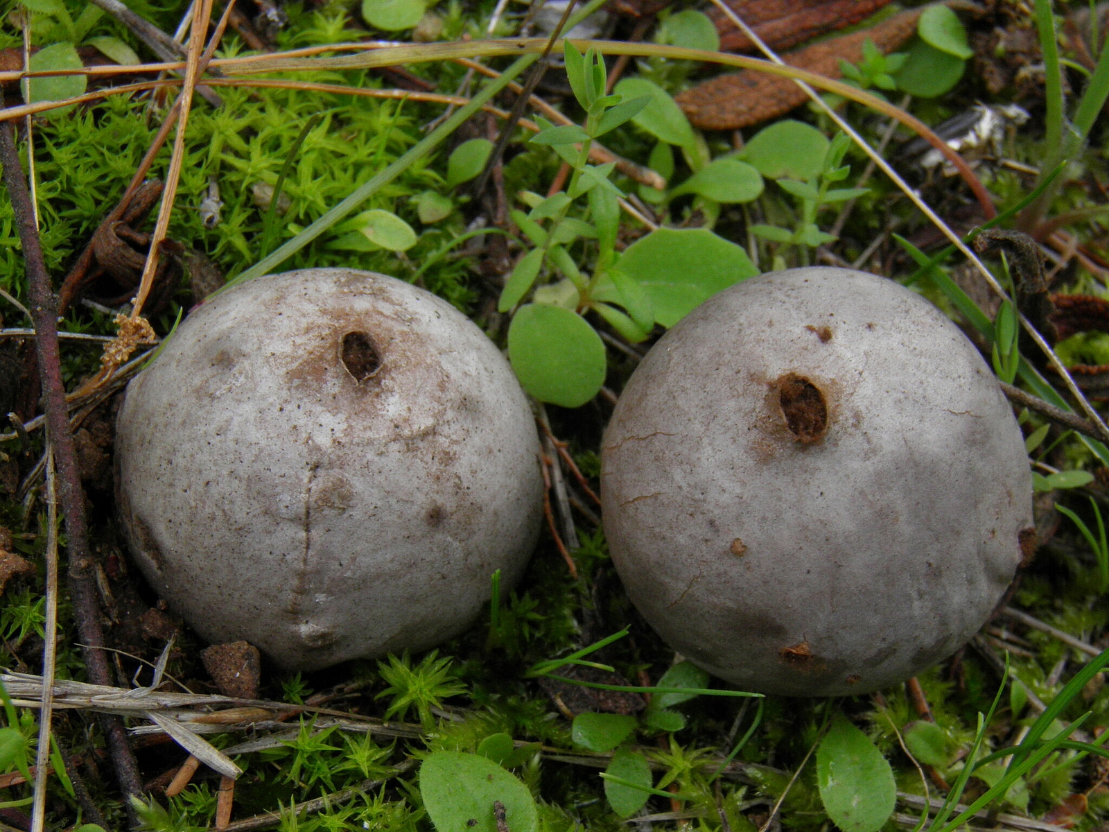 Порховка чернеющая (Bovista nigrescens)