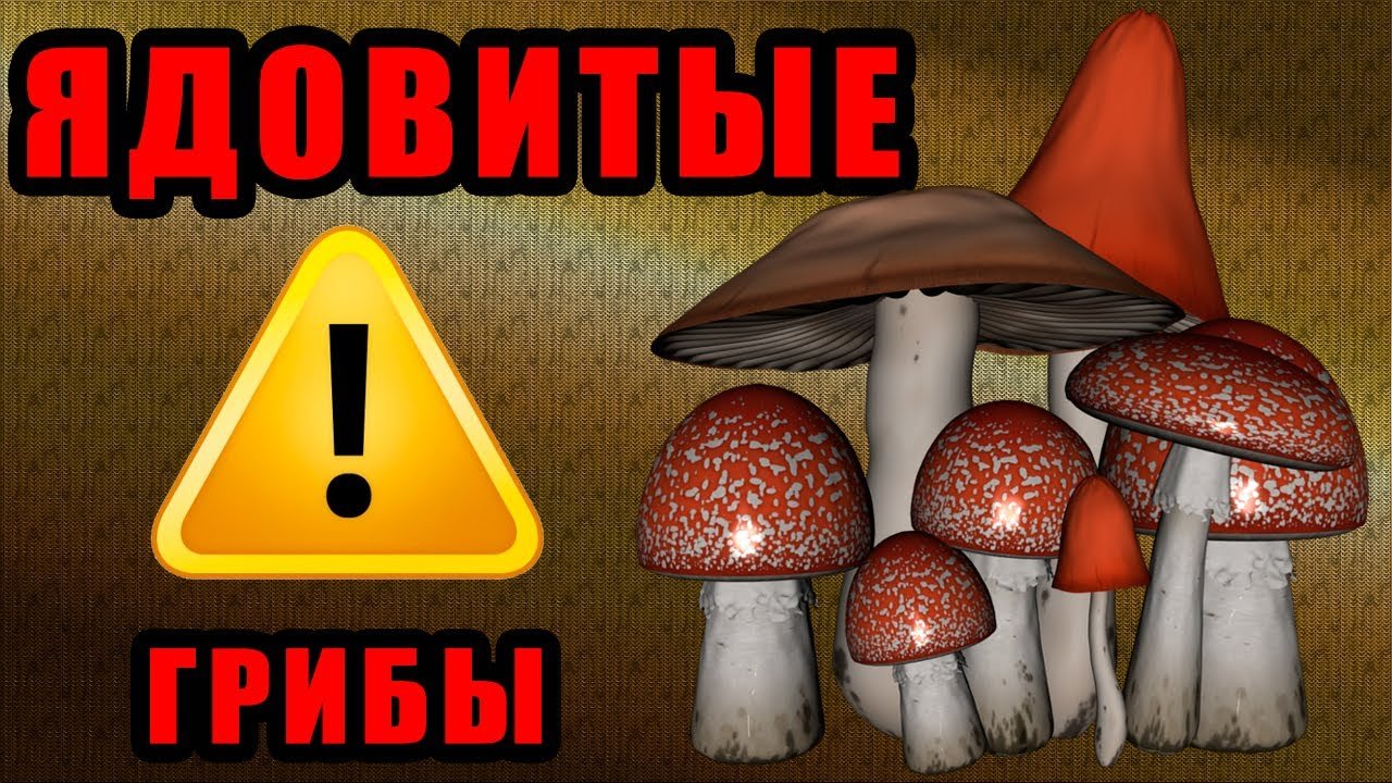 Самые ядовитые грибы