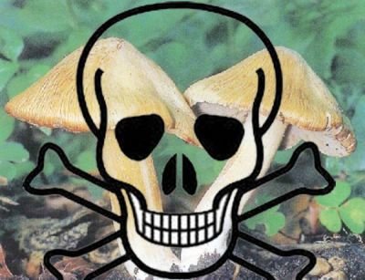Ошибочные «признаки» ядовитых грибов