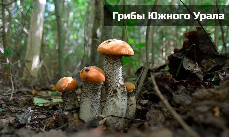 Съедобные грибы Южного Урала