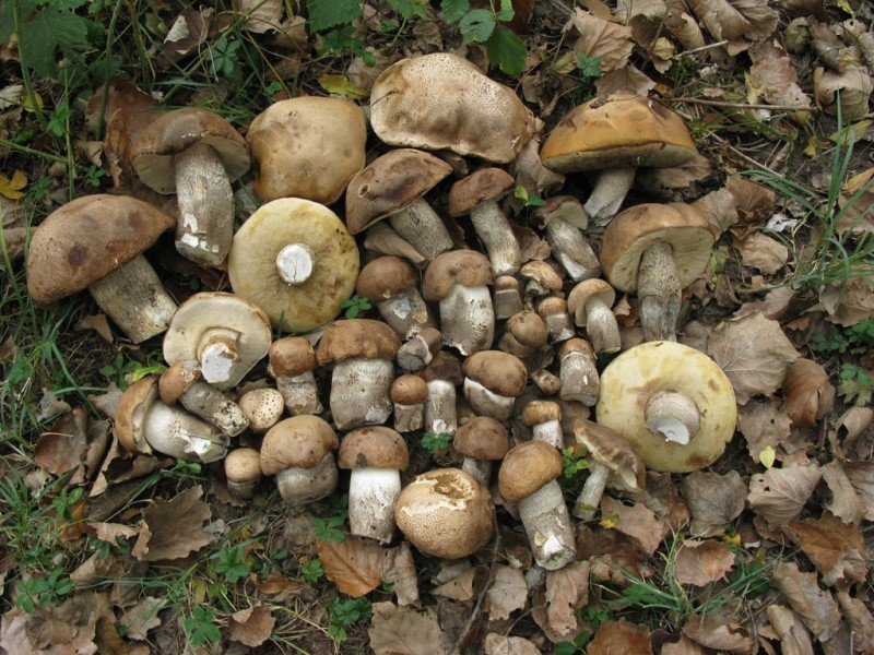 трубчатые грибы южного урала
