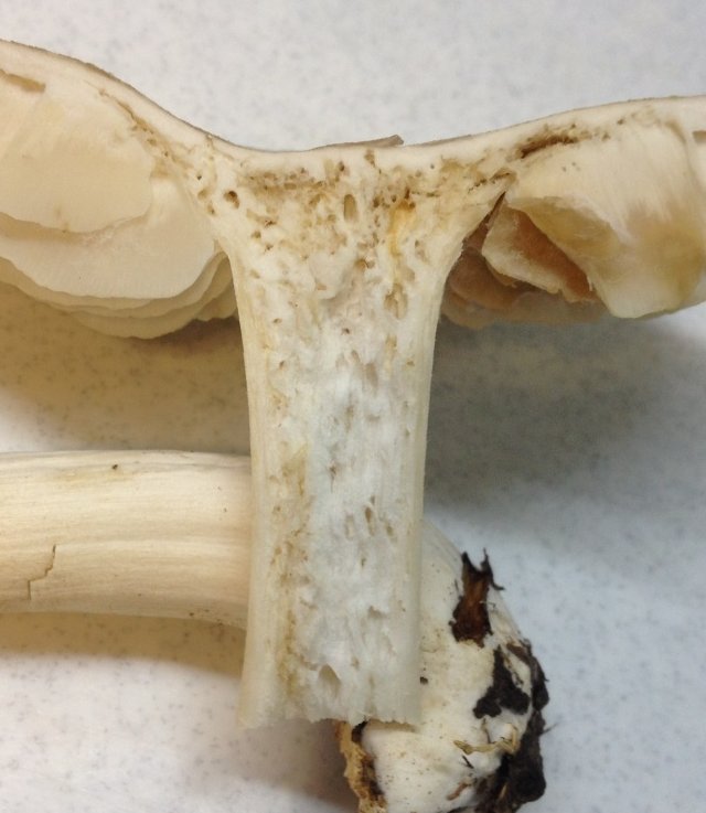 червивый гриб