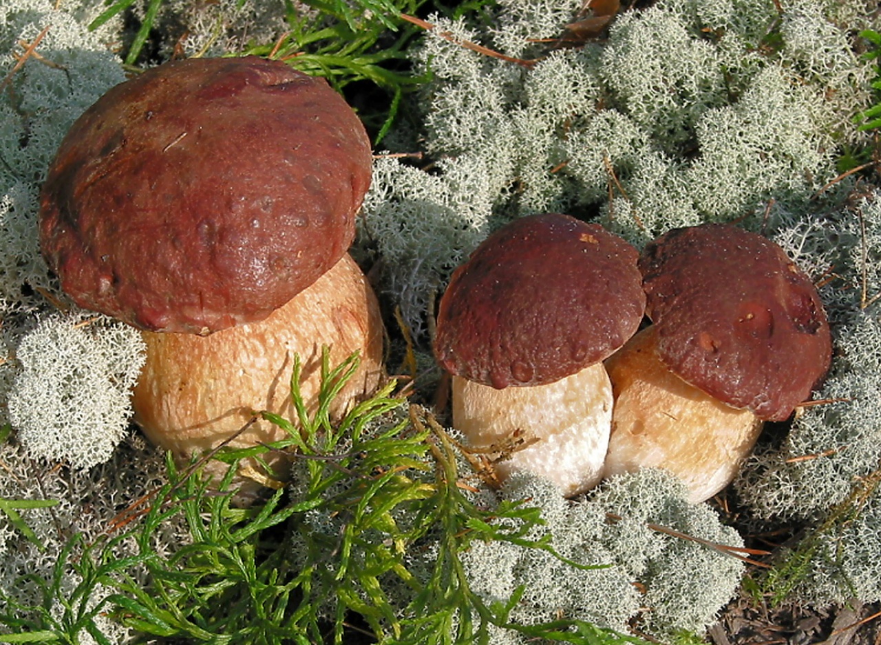 Виды белых грибов фото и описание