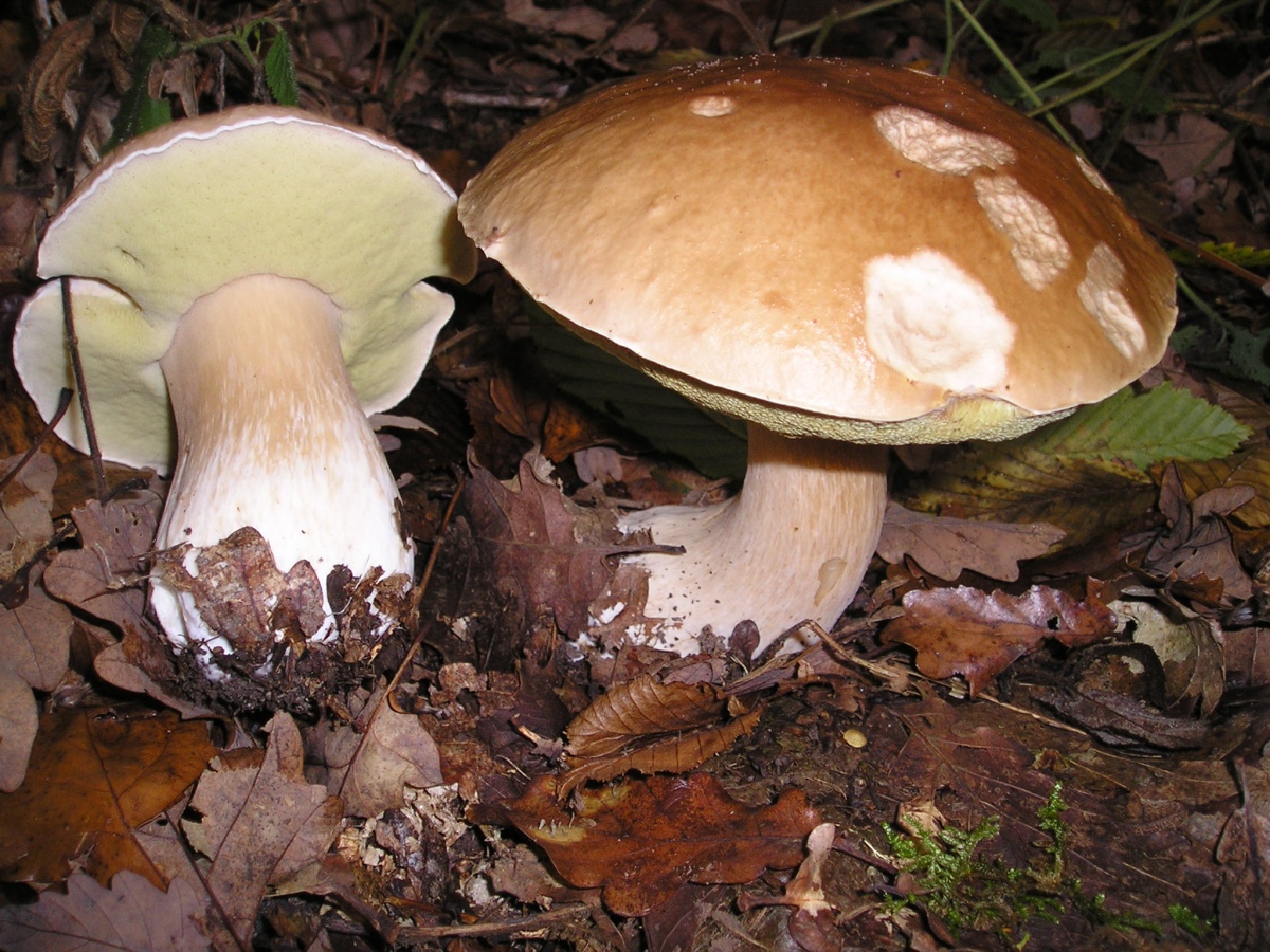 Белый гриб с юбкой