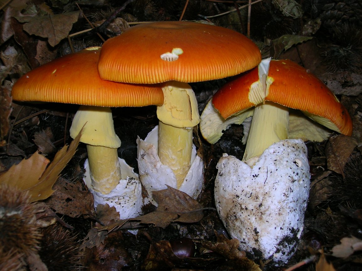 Цезарский гриб Amanita Caesarea