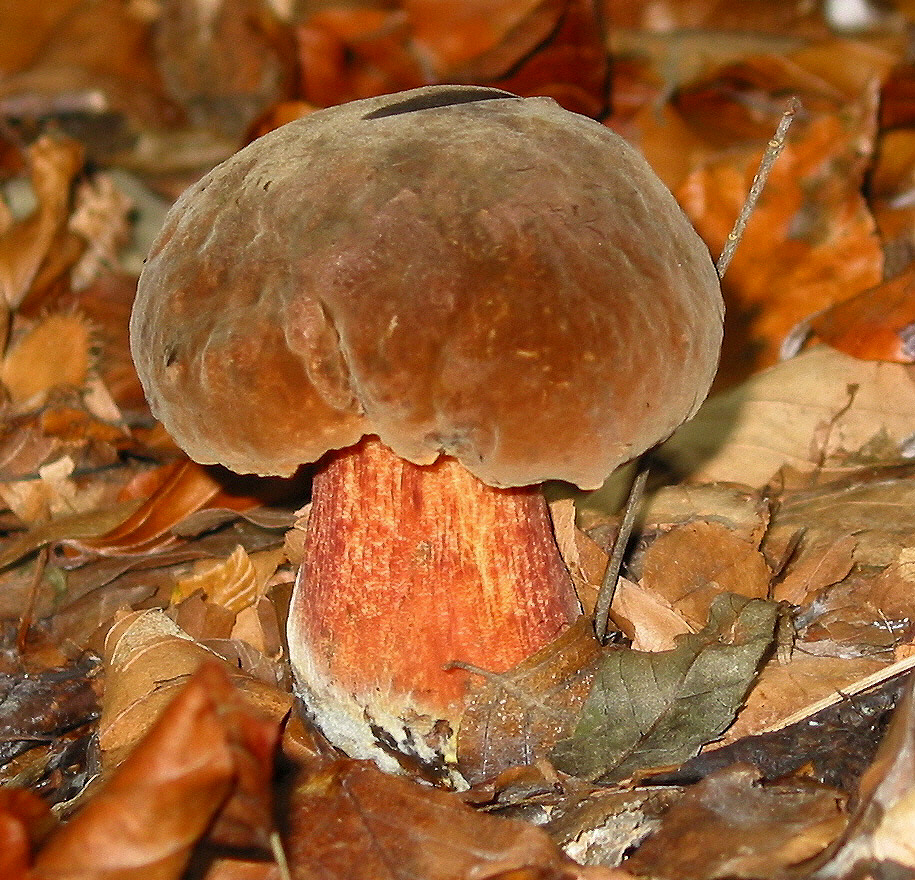 Дубовик крапчатый гриб фото и описание