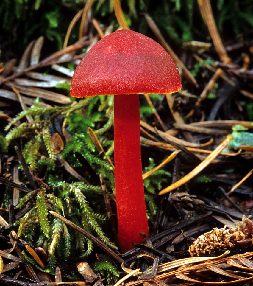 Опасные съедобные грибы. Hygrocybe coccinea. Гриб Гигроцибе алая. Гигроцибе красная. Красные грибы Гигроцибе.