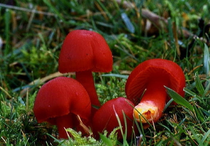 Қызыл ала. Hygrocybe coccinea. Красные грибы Гигроцибе. Гигроцибе коническая (Hygrocybe conica). Гигроцибе пёстрая гриб.