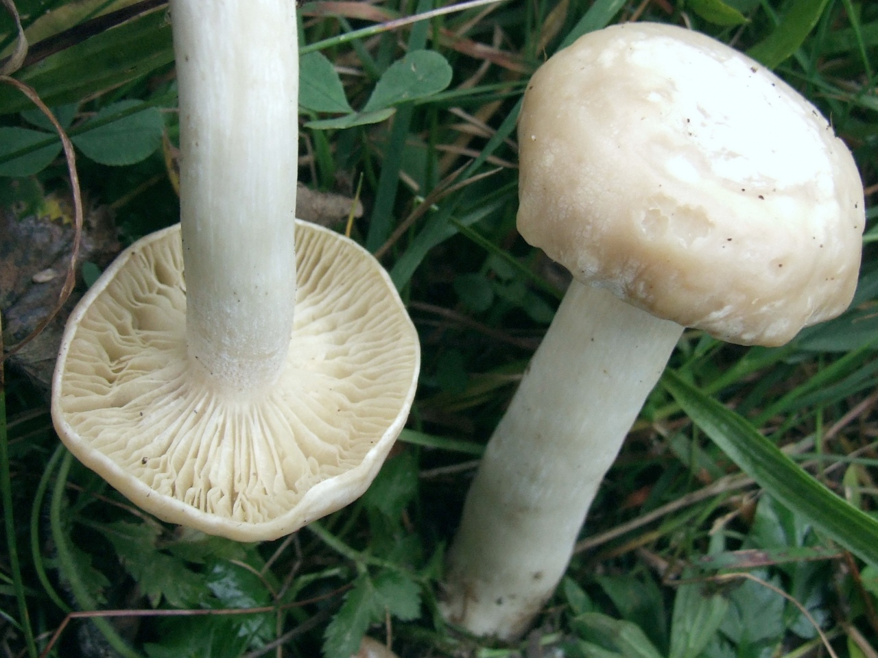 Изжелта белые. Гигрофор желтовато-белый (Hygrophorus eburneus). Гриб гигрофор белый. Гигрофор желтовато-белый. Гигрофор желтовато белый гриб.